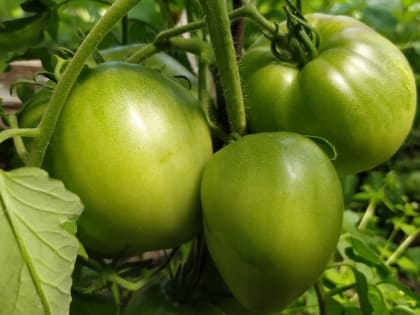 Фитофтора на помидорах и картофеле: как бороться с ней 