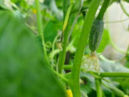 Шквальный урожай обеспечен: чем подкормить огурцы во время цветения и плодоношения
