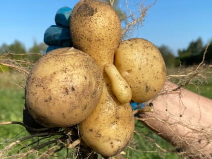 Картофельные ростки – находка для огородника