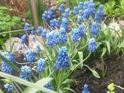 Когда сажать мускари и как за ними ухаживать