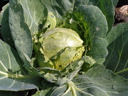 Лунный календарь огородника и садовода на август 2023 года