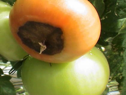 Отчего на плодах помидор появляются бурые пятна
