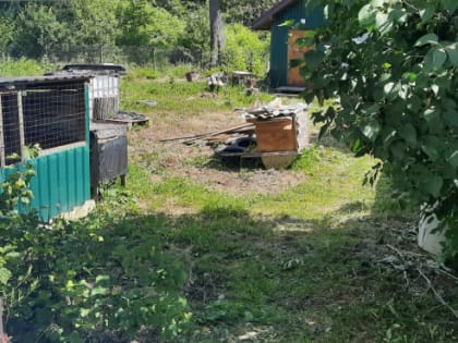 Юные сельские воры осуждены в Мордовии