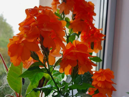 Чем полезен кофе для растений