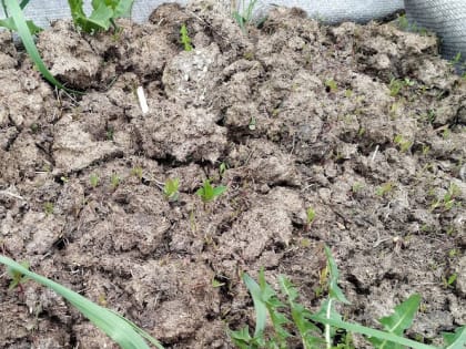 Зачем нужно мульча в огороде и в чем ее польза