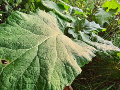 Эти растения помогут легко избавиться от вредителей в огороде и саду