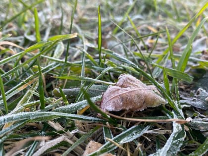 Как заморозки сказываются на посевах разных огородных культур?