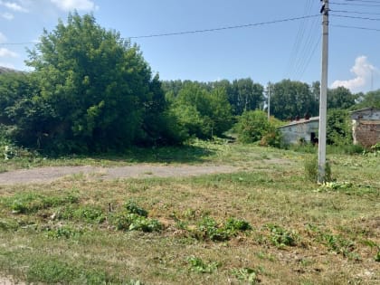 В Саранске продолжается борьба с борщевиком Сосновского