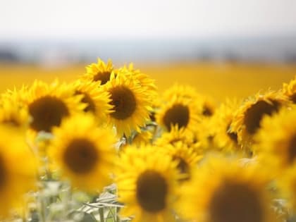 Осы на даче: как от них избавиться 