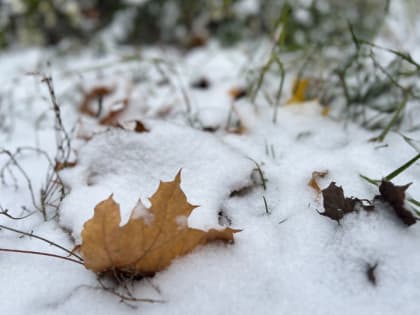 Спанбонд, мешковина, лапник, опилки или листья: чем лучше укрыть растения на зиму