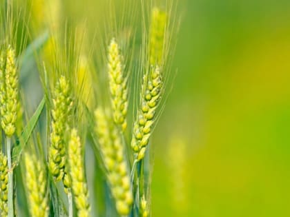 РСХБ в 2022 году направил на поддержку малого и среднего бизнеса АПК  более 276 млрд руб.