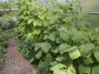 Почему желтеют огурцы, а завязи опадают