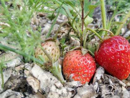 5 секретов выращивания ароматной клубники размером с ладонь