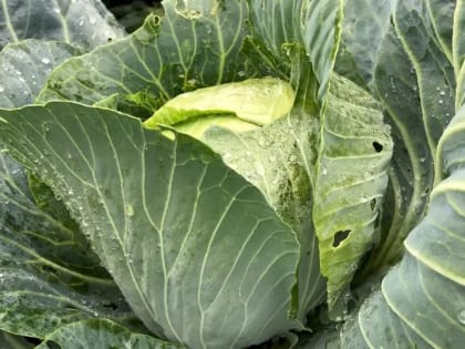 Готовим с «ИМ» вкусные капустные котлеты