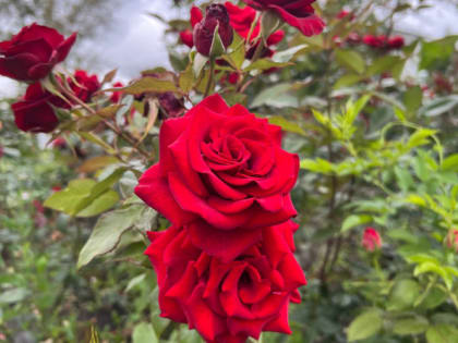 Дешевое средство от пятнистости на розах: простой рецепт и способ применения