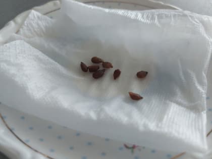 Стало известно, зачем и насколько нужно замачивать семена