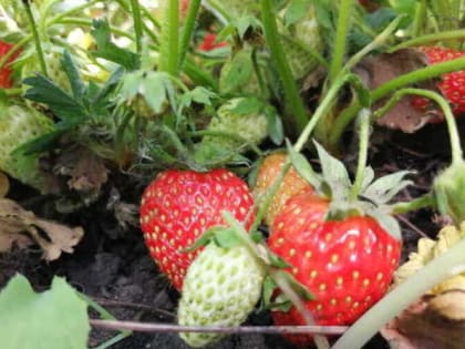 Чем подкормить клубнику осенью 