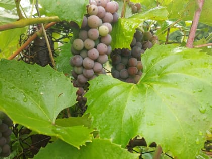 Когда убирать укрытие с винограда весной и что делать дальше