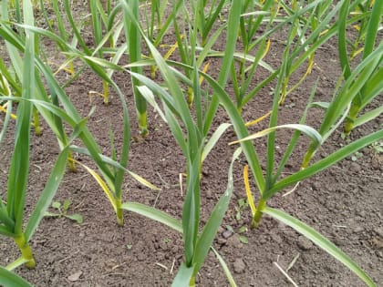 Секреты успешной посадки чеснока под зиму