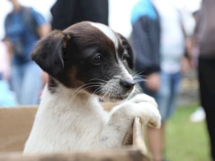 В Мордовии осудили продавца несуществующих собак