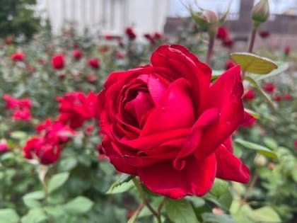 Розы летом: чем и когда их подкармливать 