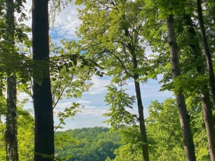 Клещи шарахаются в сторону: названо средство, защищающее лучше покупных аэрозолей, — копеечное совсем