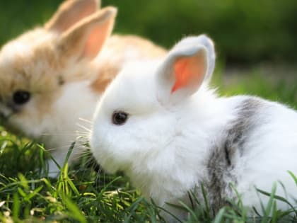 Городской зоопарк приглашает жителей и гостей городского округа Саранск посетить мероприятия, посвященные  Международному дню кролика
