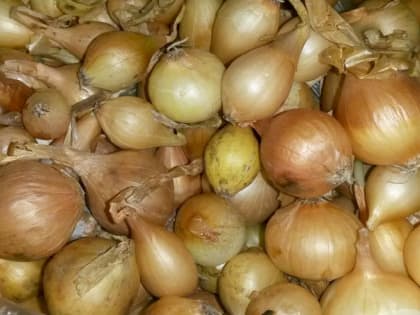 Когда сажать лук: благоприятные дни для посадки в 2023 году