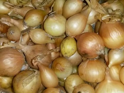 Лук-севок начал прорастать. Что делать?