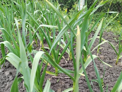 Срочно примите эти меры, если желтеют перья чеснока и лука