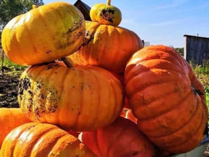 Секреты сбора тыквы: когда и как правильно убирать урожай