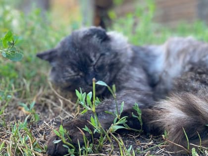 Ожидаемая погода в регионе-13 на августовскую неделю