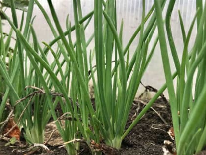 Чем подкормить сейчас лук, чтобы репка была крупной