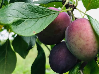 Как избавиться от сливовой плодожорки: простые способы без всякой химии