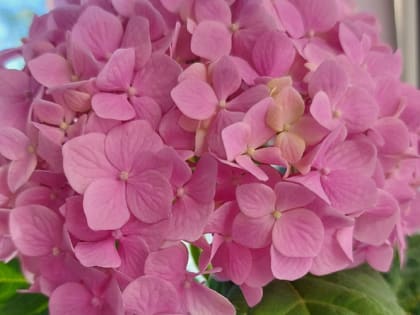 Как избавиться от паутинного клеща: самые эффективные методы борьбы 