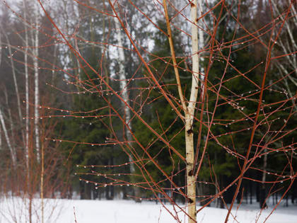 В Саранске объявлено оперативное предупреждение -  туман