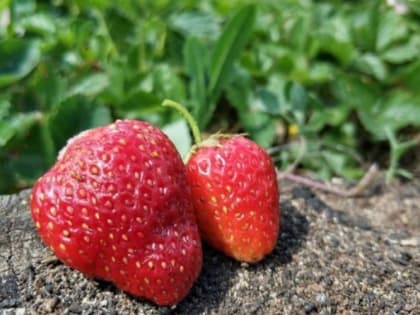 Классическая подкормка для клубники во время цветения 