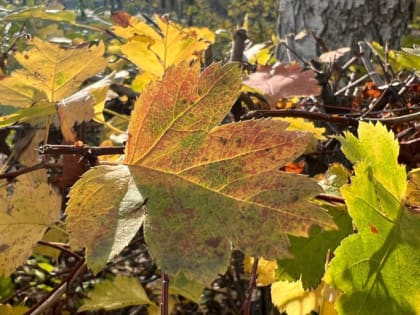 Синоптики рассказали о погоде в Мордовии в начале новой рабочей недели