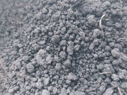 Лучшая земля для рассады овощей — своя