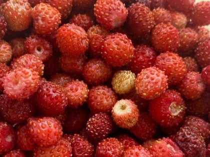 Огурцы и лук помогут землянике справиться с вредителями и болезнями 