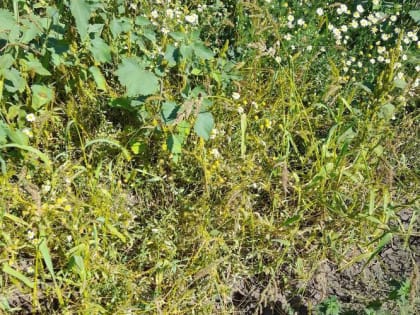 В Мордовии выявлены новые очаги опасного сорняка