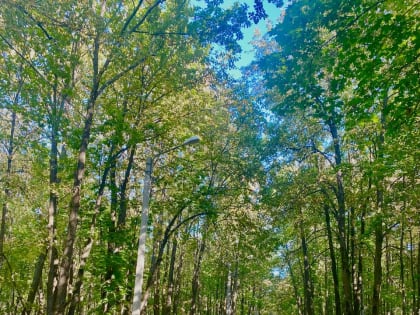 Чрезвычайная пожарная опасность в Мордовии