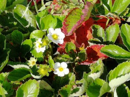 Чудеса в огороде: виктория в сентябре зацвела второй раз