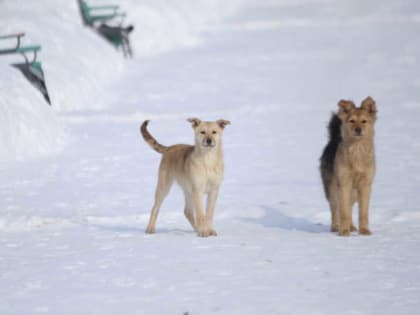 Синоптики рассказали о погоде в Мордовии на выходные