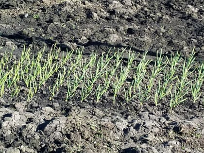 Как понять, что пора выкапывать чеснок