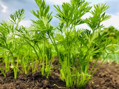 Чем подкормить морковь, чтобы выросла сладкая