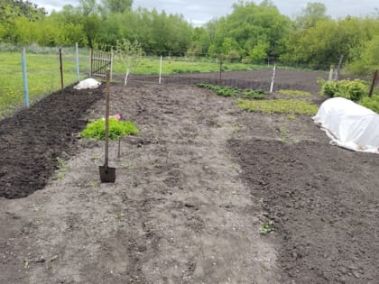 Как избавиться от сорняков на участке: простые способы без химии и больших энергозатрат