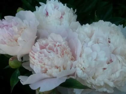 Чем подкормить пионы: уход после цветения в июле