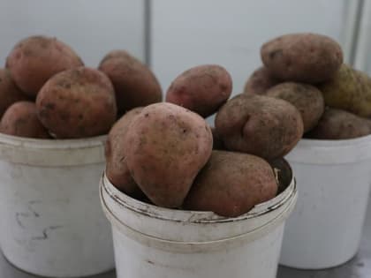 Когда сажать картошку: лучшие сроки