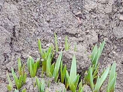 Как вырастить лук-порей: советы опытных огородников